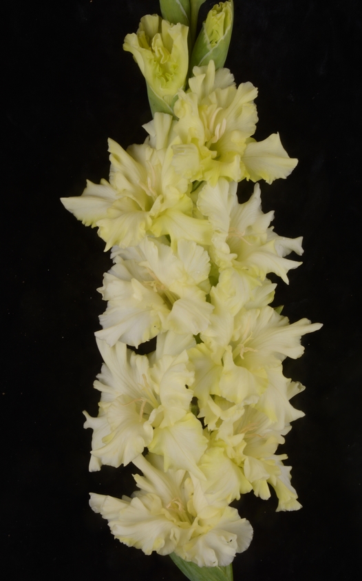 Гладиолус крупноцветковый Мохито